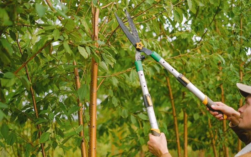 Tree trimming in Lahmansville, WV