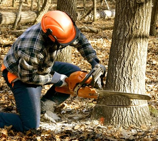 Tree Removal in Lahmansville, WV